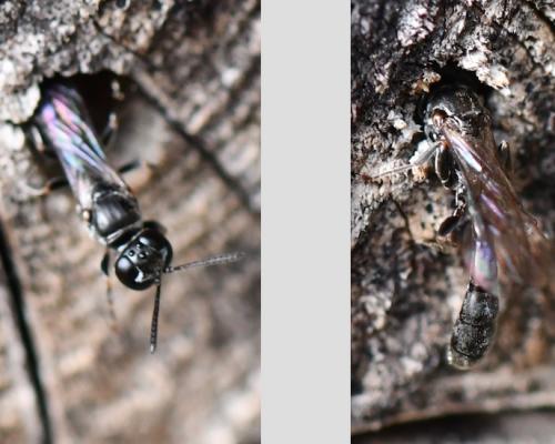 Trypoxylon sp.